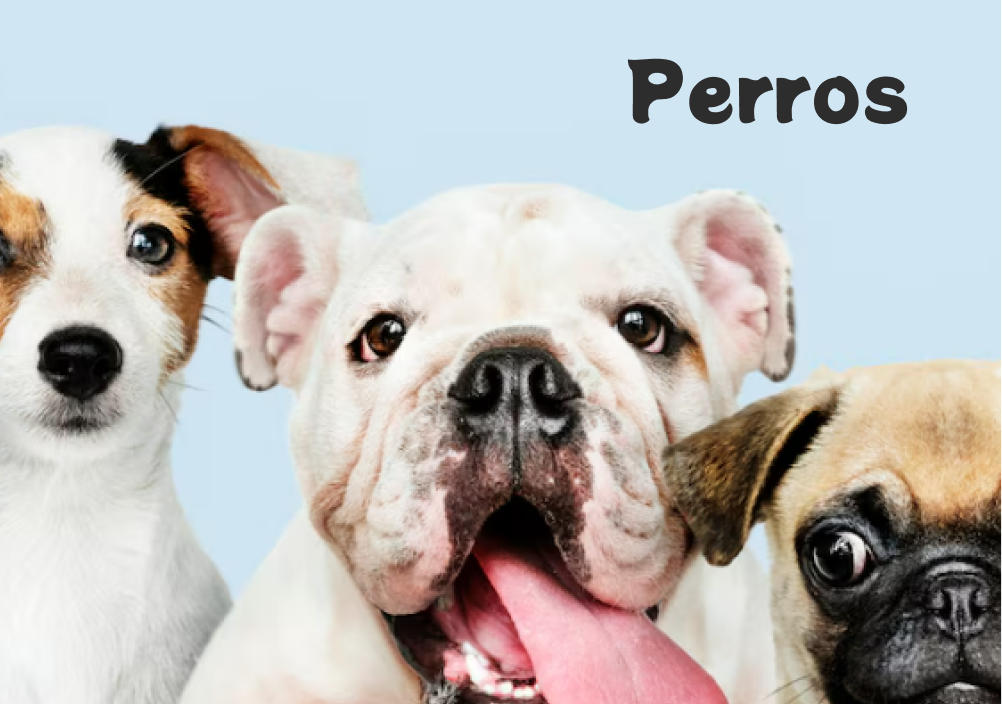 Perros