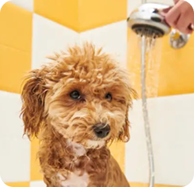 Baños